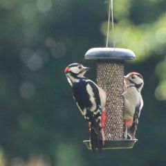 Henry Bell Heavy Duty Everyday Sunflower Feeder