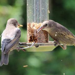 Henry Bell Heritage Suet Bites and Mealworm Feeder