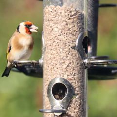 Henry Bell Heritage Everyday Sunflower Feeder