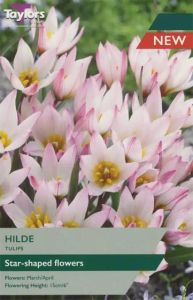 Taylors Bulbs Tulip Hilde