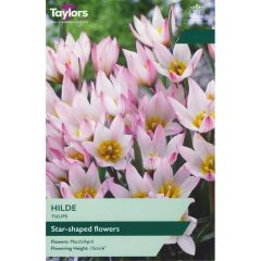 Taylors Bulbs Tulip Hilde