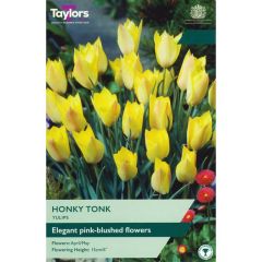Taylors Bulbs Tulip Honky Tonk