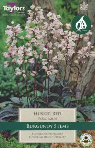 Penstemon Husker Red - Taylor's Bulbs