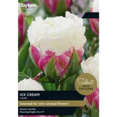 Taylors Bulbs Tulip Ice Cream