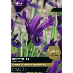 Taylors Bulbs Iris Reticulata Interstellar