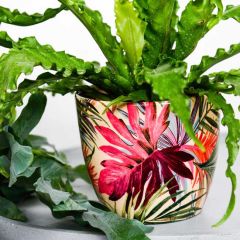 Ivyline Monza Tropical Fuchsia 16cm Planter
