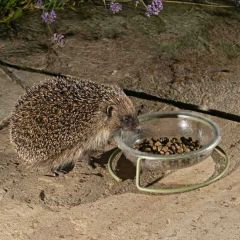 Jacobi Jayne Vale's™ Hedgehog Food 600g