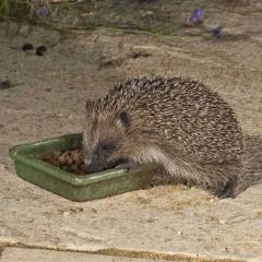 Jacobi Jayne Vale's Hedgehog Food 1.5kg