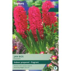 Taylors Bulbs Indoor Hyacinth Jan Bos