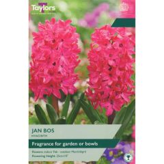 Taylors Bulbs Garden Hyacinth Jan Bos