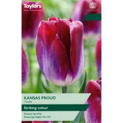 Taylors Bulbs Tulip Kansas Proud