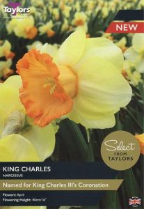 Taylors Bulbs Narcissus King Charles