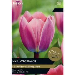 Traylors Bulbs Tulip Light and Dreamy
