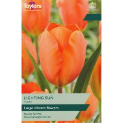 Taylors Bulbs Tulip Lighting Sun