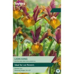 Taylors Bulbs Iris Hollandica Lion King