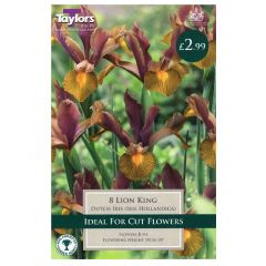 Iris Hollandica Lion King  - Taylor's Bulbs