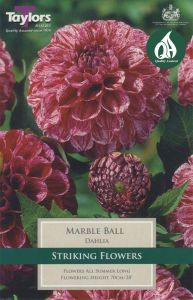 Marble ball dahlia