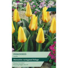 Taylors Bulbs Tulip Miskodeed