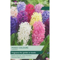 Taylors Bulbs Hyacinth Mixed