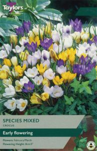 Crocus Mixed Species - Taylor's Bulbs