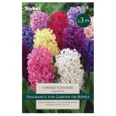 Hyacinth Mixed Indoor - Taylor's Bulbs