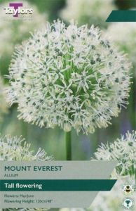 Taylors Bulbs Allium Mount Everest