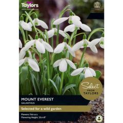 Taylors Bulbs Galanthus Mount Everest
