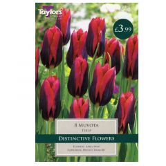 Tulip Muvota  - Taylor's Bulbs
