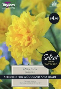 Narcissi Van Sion 6 Pack - Taylor's Bulbs