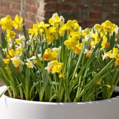 Narcissi Species Mixed 90 Pack - Taylor's Bulbs