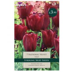 Tulip National Velvet - Taylor's Bulbs