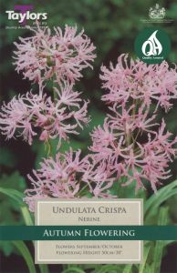 Nerine Undulata Crispa 2 Pack - Taylor's Bulbs