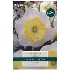 Narcissus New Star - Taylor's Bulbs