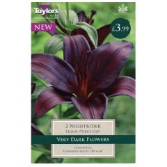 Lily Nightrider  - Taylor's Bulbs