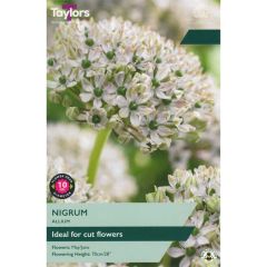 Taylors Bulbs Allium Nigrum 