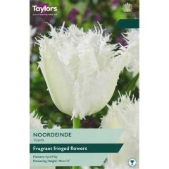 Taylors Bulbs Tulip Noordeinde