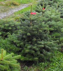 Needlefresh Nordman 150cm/180cm (5 - 6ft) Real Cut Christmas Tree
