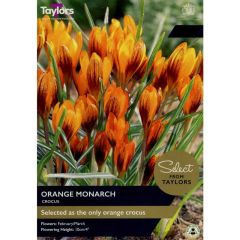 Taylors Bulbs Crocus Orange Monarch