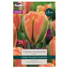 Tulip Orange Marmalade  - Taylor's Bulbs