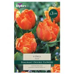 Tulip Orca 6 Pack - Taylor's Bulbs
