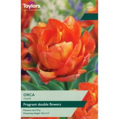 Taylors Bulbs Tulip Orca