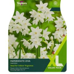 Taylors Bulbs Narcissus Paperwhite Ziva XL