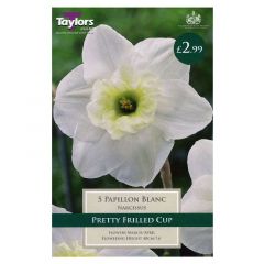 Narcissus Papillon Blanc - Taylor's Bulbs