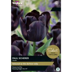 Taylors Bulbs Tulip Paul Scherer
