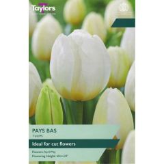 Taylors Bulbs Tulip Pays Bas