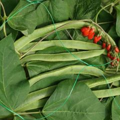  Pea & Bean Netting - Green - 5m x 2m - Smart Garden