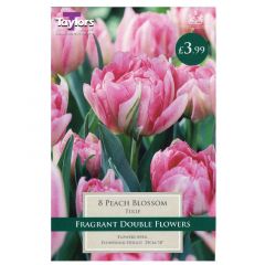 Tulip Peach Blossom  - Taylor's Bulbs