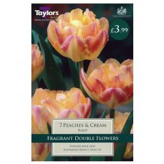 Tulip Peaches & Cream - Taylor's Bulbs