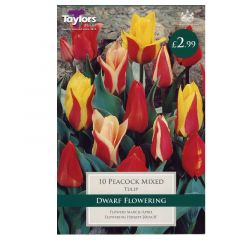 Tulip Peacock Mixed  - Taylor's Bulbs
