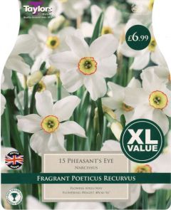Narcissus Pheasants Eye 15 Pack - Taylors Bulbs